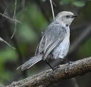 American Bushtit