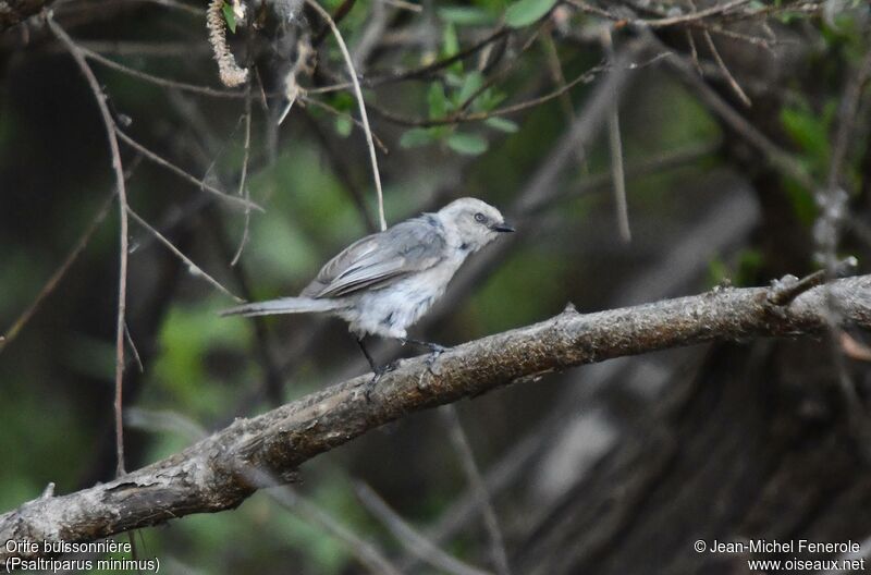 American Bushtit