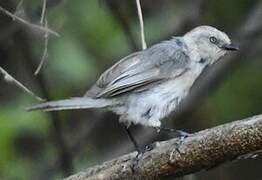 American Bushtit