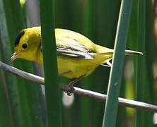 Wilson's Warbler