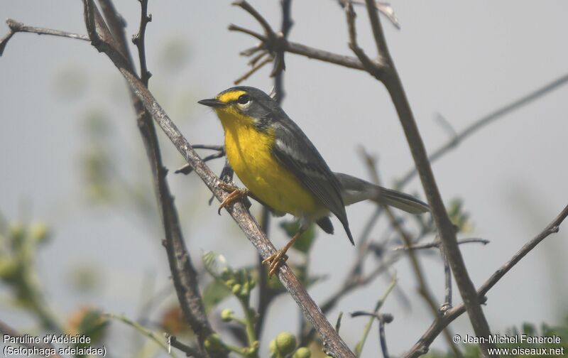 Adelaide's Warbler