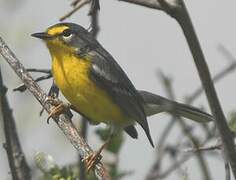 Adelaide's Warbler