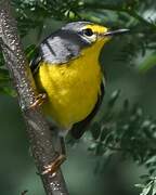 Adelaide's Warbler