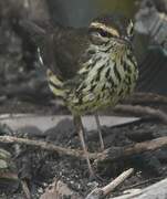 Northern Waterthrush