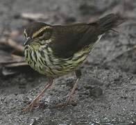 Northern Waterthrush