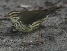 Northern Waterthrush