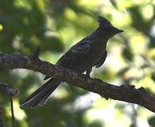 Phainopepla