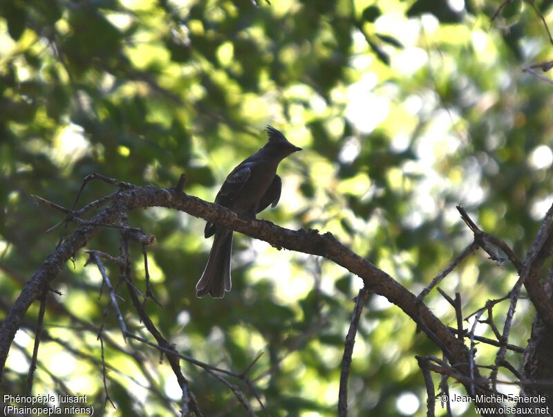 Phainopepla