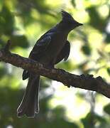 Phainopepla