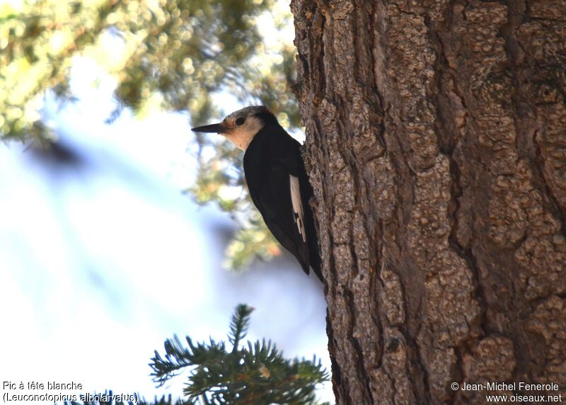 White-headed Woodpecker