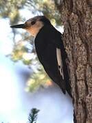 White-headed Woodpecker