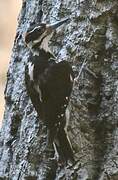 Hairy Woodpecker