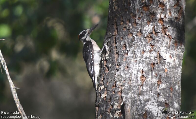 Hairy Woodpecker