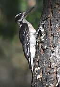 Hairy Woodpecker