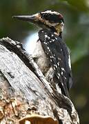 Hairy Woodpecker