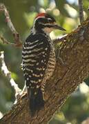 Nuttall's Woodpecker