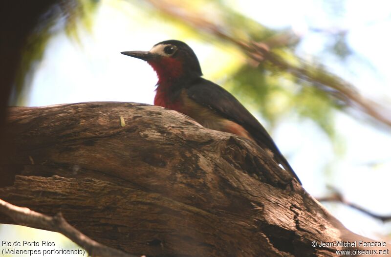 Puerto Rican Woodpecker