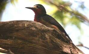 Puerto Rican Woodpecker