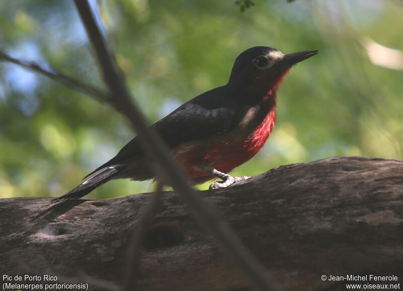 Puerto Rican Woodpecker