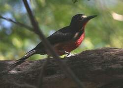 Puerto Rican Woodpecker