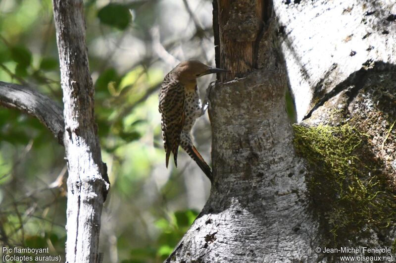 Northern Flicker