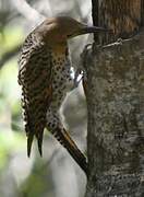 Northern Flicker