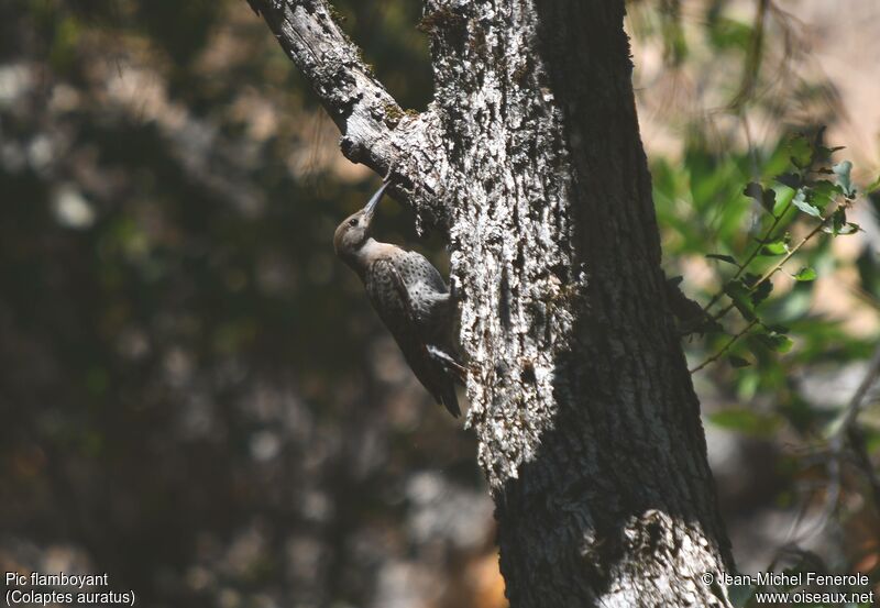 Northern Flicker