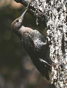 Northern Flicker