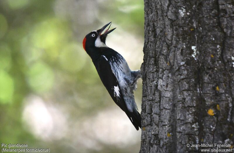 Acorn Woodpecker