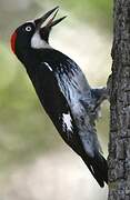 Acorn Woodpecker