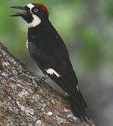 Acorn Woodpecker