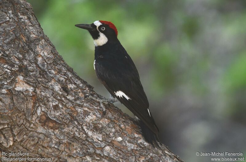 Acorn Woodpecker