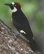 Acorn Woodpecker