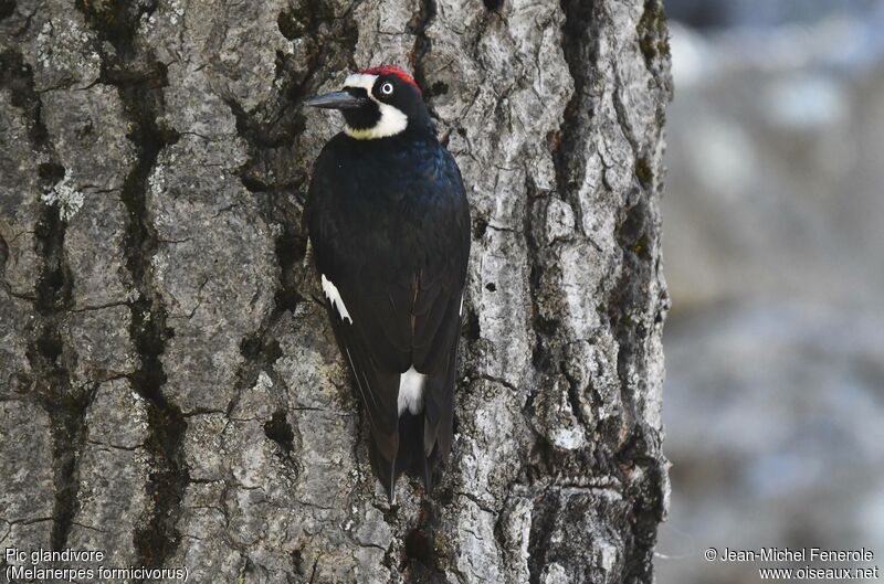 Acorn Woodpecker