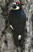 Acorn Woodpecker