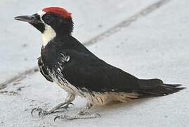 Acorn Woodpecker