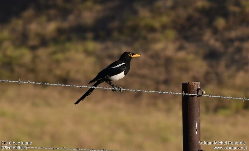 Yellow-billed Magpie