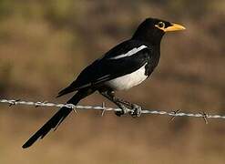 Yellow-billed Magpie