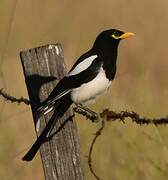 Yellow-billed Magpie