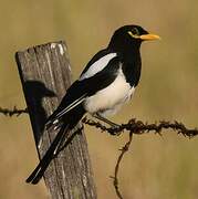 Yellow-billed Magpie