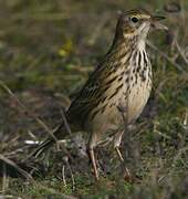 Pipit farlouse