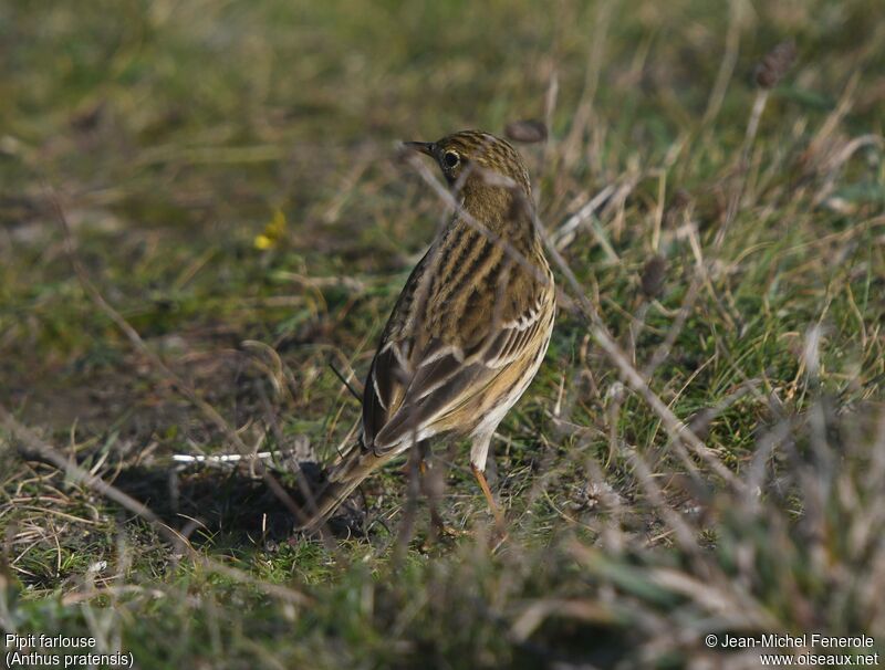 Meadow Pipit