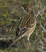 Meadow Pipit