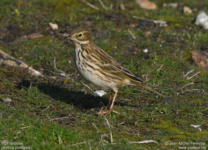 Pipit farlouse