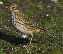 Pipit farlouse