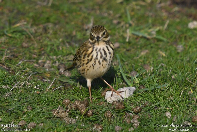 Pipit farlouse