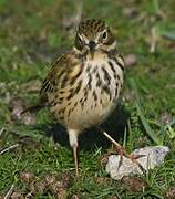 Pipit farlouse