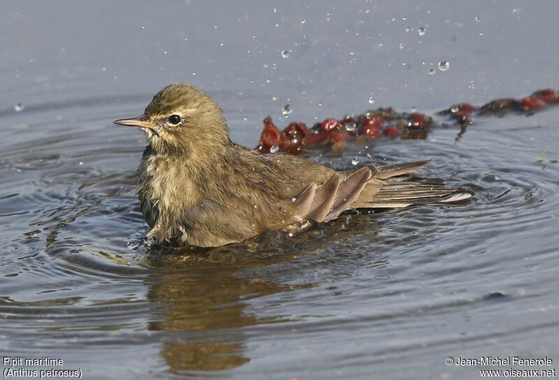 European Rock Pipit