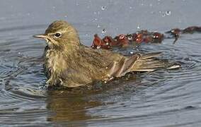 European Rock Pipit