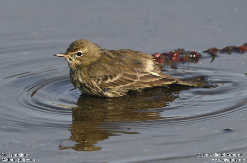 European Rock Pipit